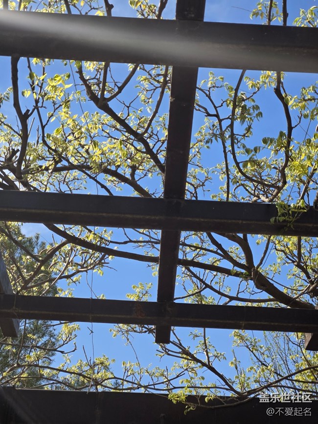 【拈花拾趣】花綻如星