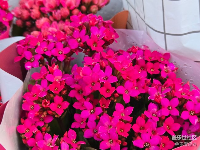 【拈花拾趣】百花齊放