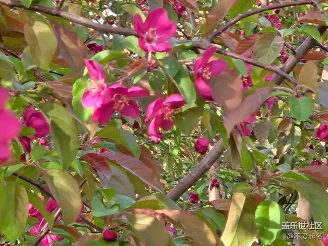 【拈花拾趣】群芳爭(zhēng)艷