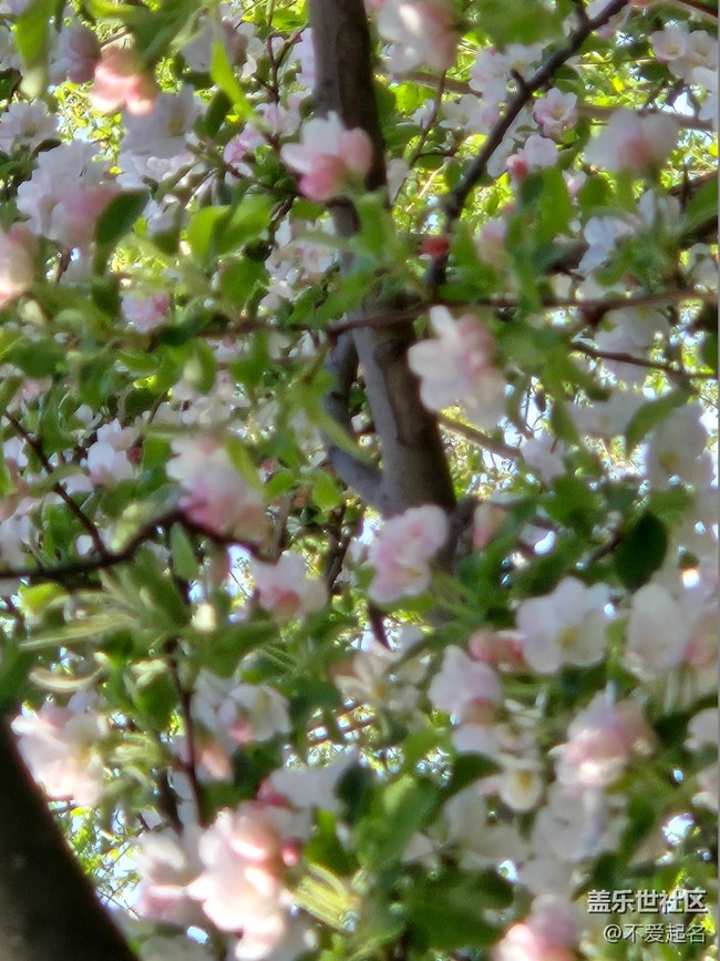 【拈花拾趣】花漫香徑