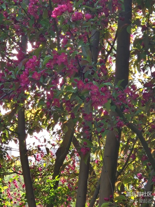 【拈花拾趣】花影婆娑