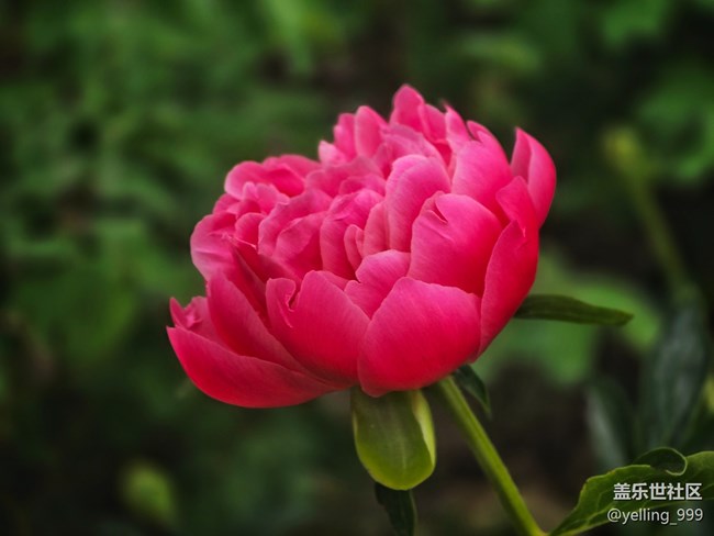 【拈花拾趣】+花開富貴