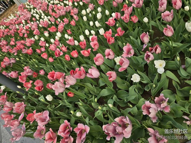 【拈花拾趣】美無處不在