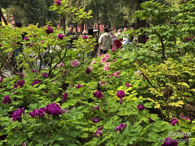 【拈花拾趣】無處不在的牡丹花
