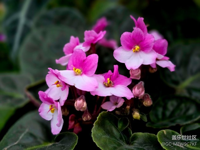 #擁抱大自然——花草