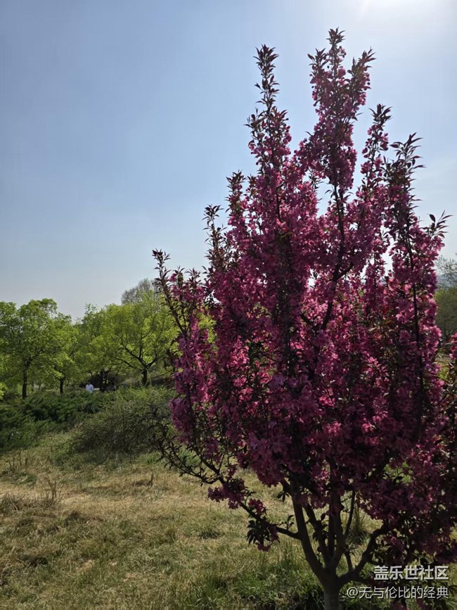 【拈花拾趣】百花齊放春滿園