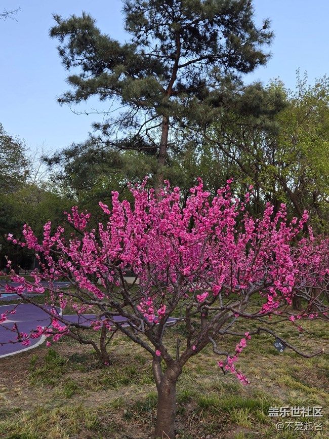 【拈花拾趣】花開似霞