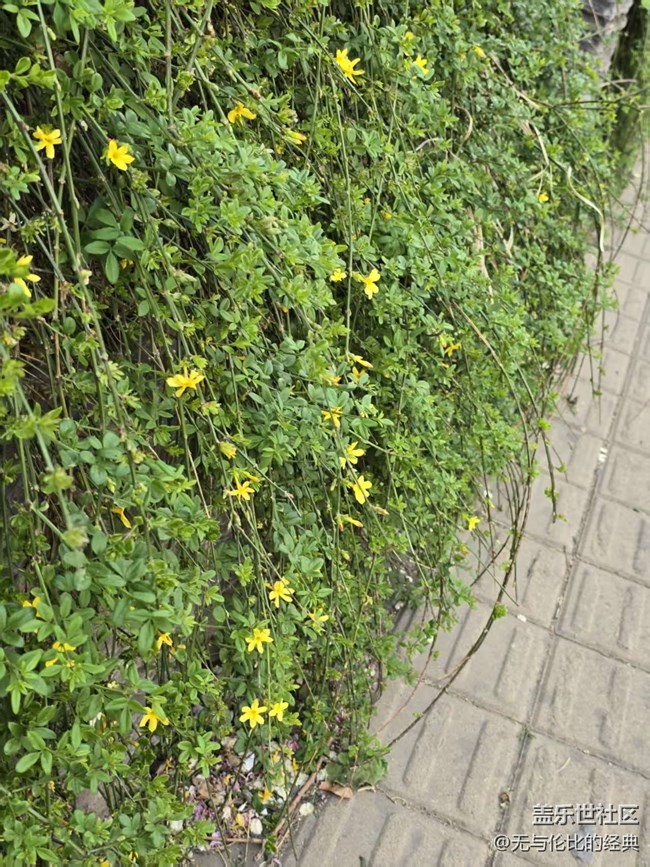 【拈花拾趣】美無處不在