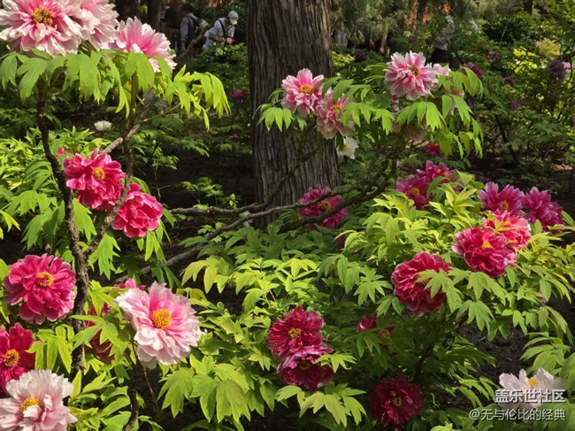 【拈花拾趣】唯有牡丹爭國色