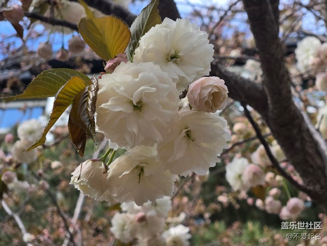 【拈花拾趣】春光旖旎