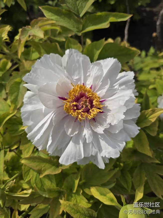【拈花拾趣】花團(tuán)錦簇