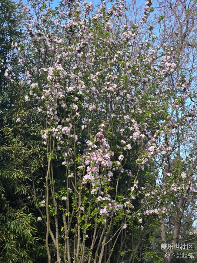 【拈花拾趣】春花爛漫