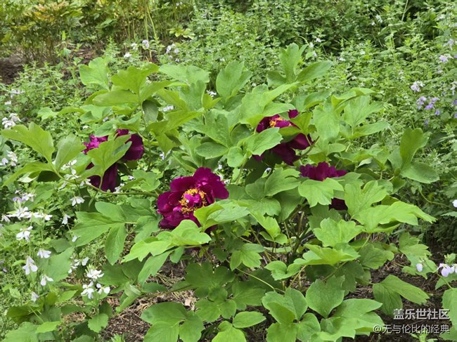 【拈花拾趣】千嬌百媚