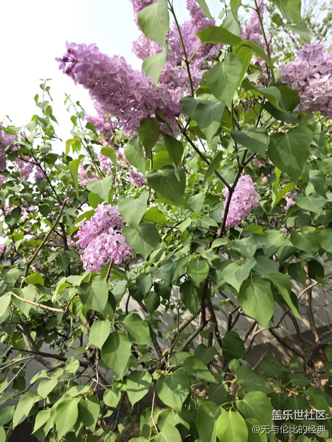 【拈花拾趣】含苞待放的美