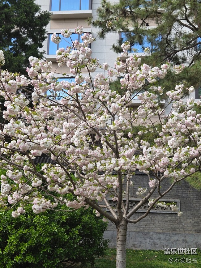 【拈花拾趣】穿行花海