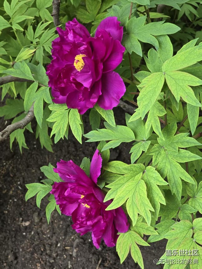 【拈花拾趣】這才是花海