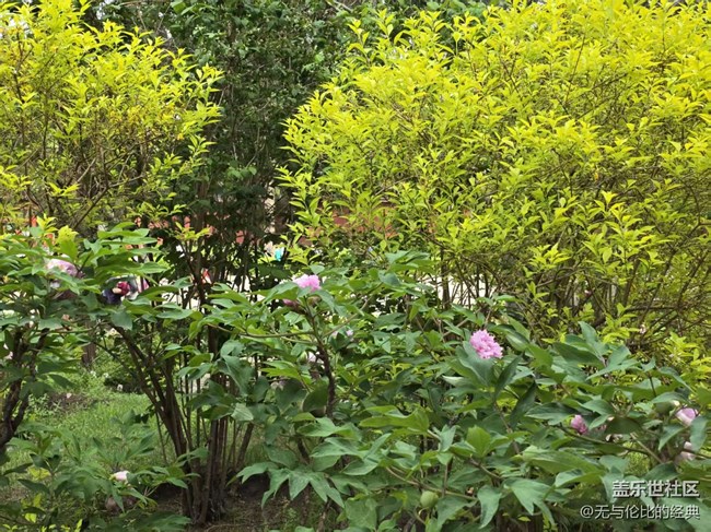 【拈花拾趣】連翹與牡丹