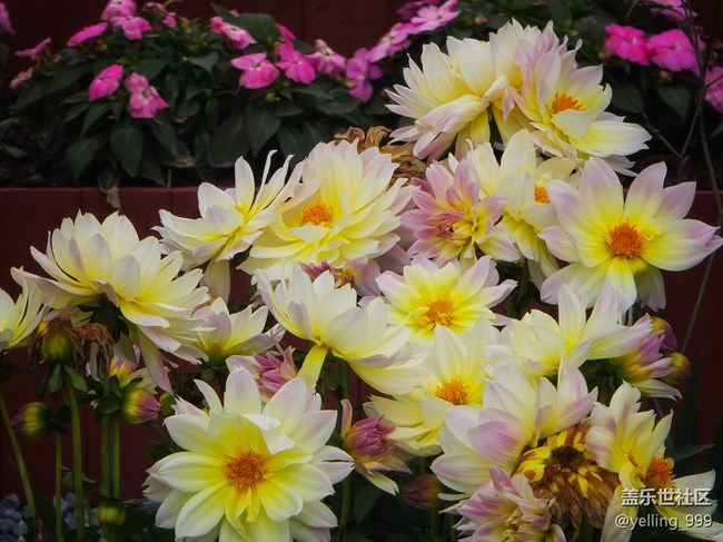 【拈花拾趣】+花開富貴