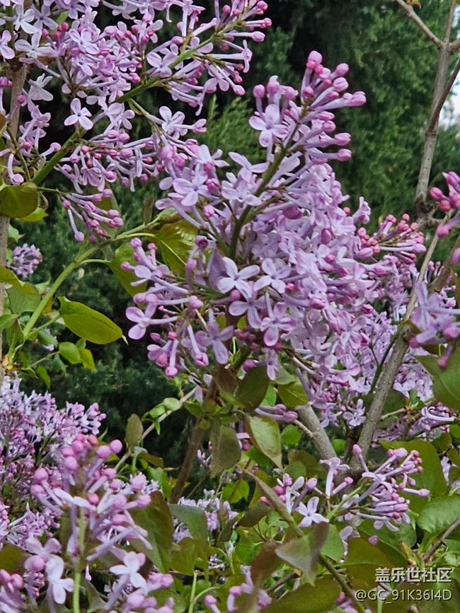 【拈花拾趣】暗香來(lái)襲