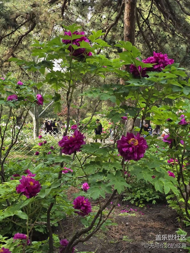 【拈花拾趣】鮮花離不開綠葉