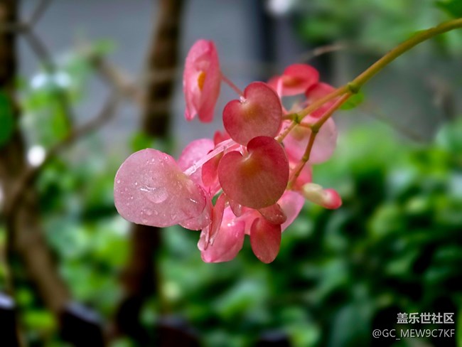 #擁抱大自然——花草