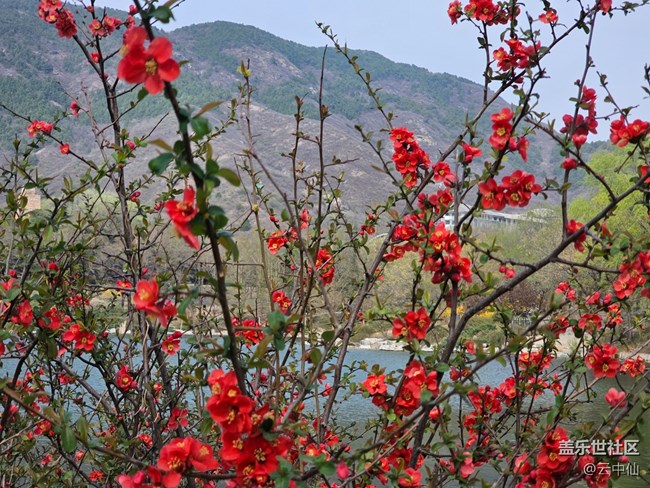 【拈花拾趣】湖邊賞花