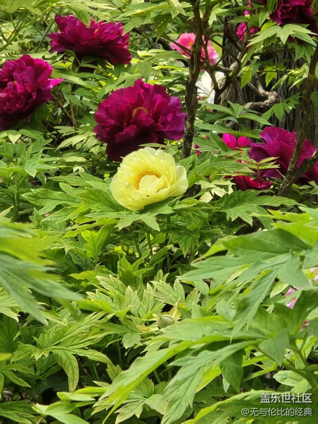 【拈花拾趣】黃牡丹與紅牡丹