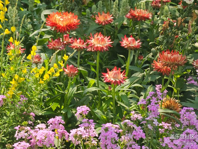 【四月春】花開燦爛