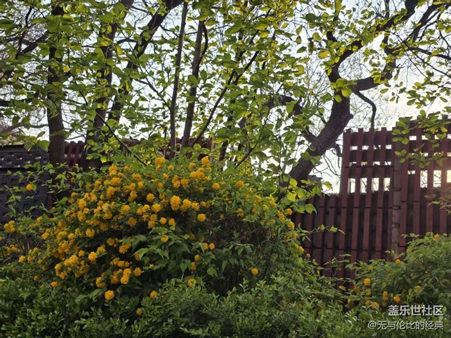 【拈花拾趣】這是什么花