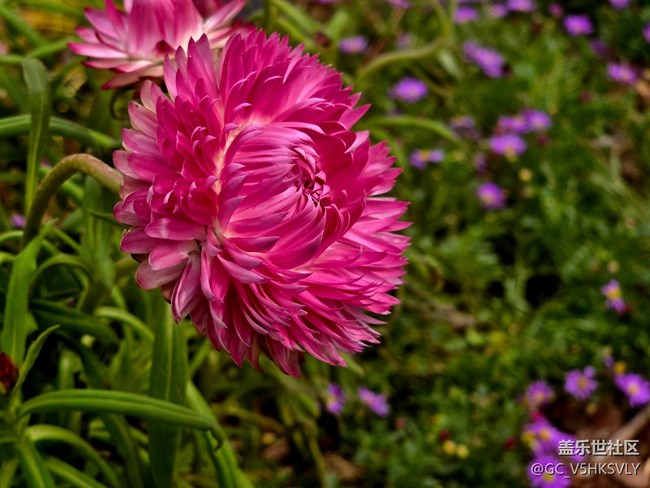 #擁抱大自然——花卉