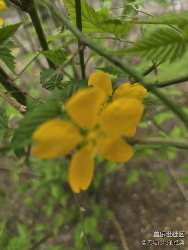 【拈花拾趣】紅黃相間