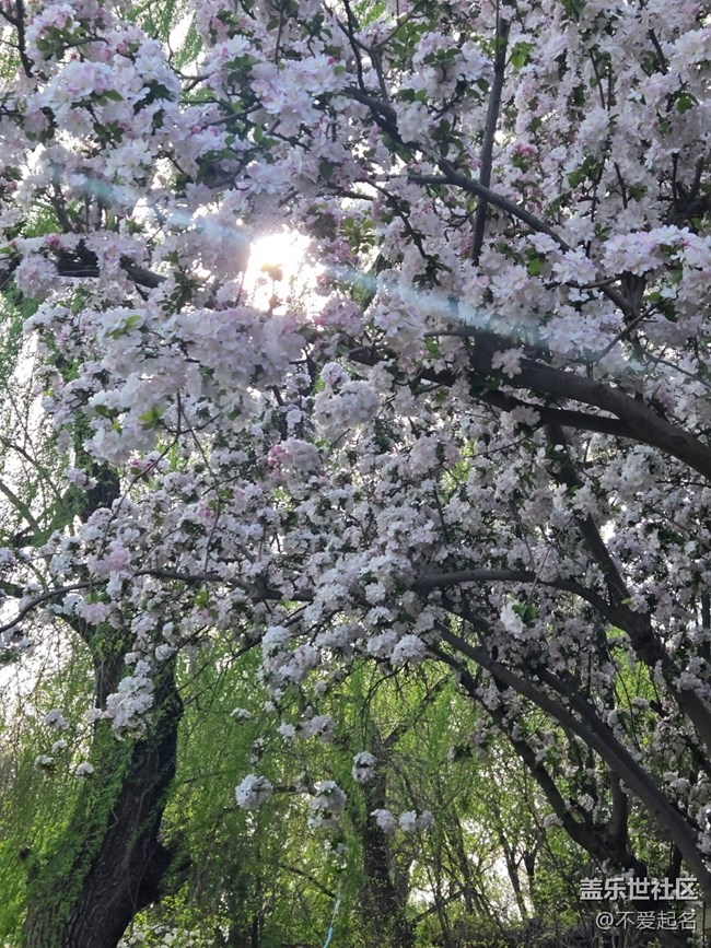 【拈花拾趣】春花爛漫