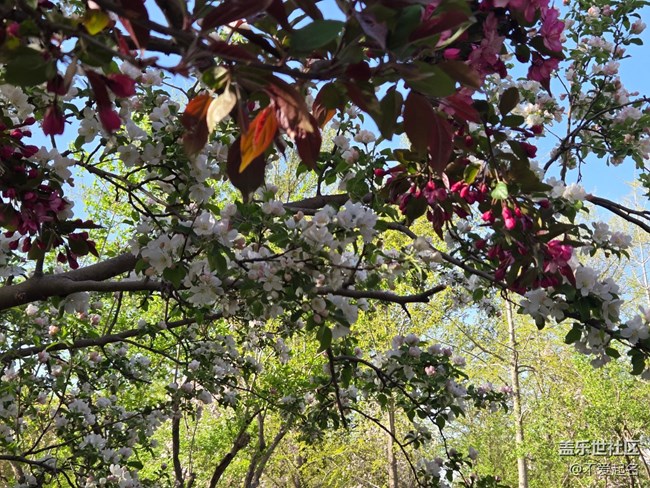 【拈花拾趣】花漫香徑
