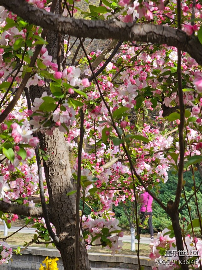 【拈花拾趣】沿河觀花