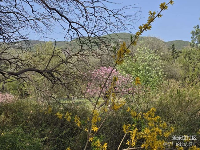 【拈花拾趣】牡丹與春花