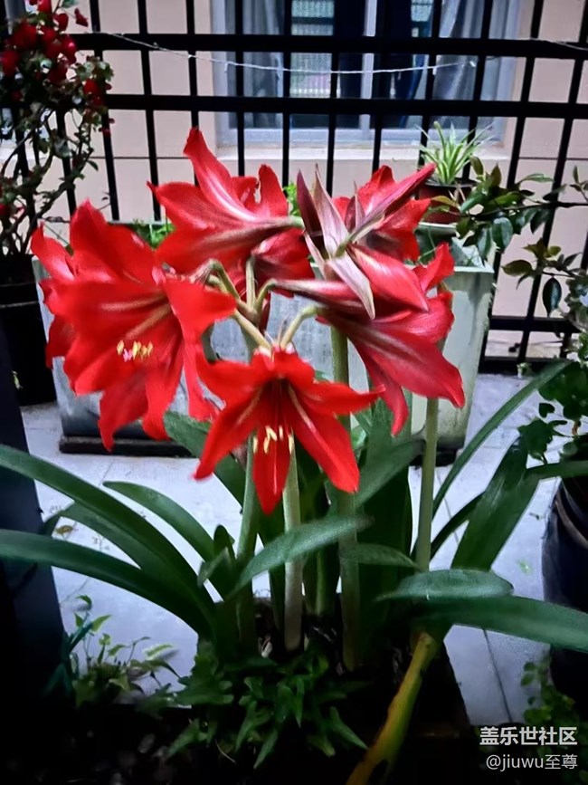 【春日盛景】花兒開