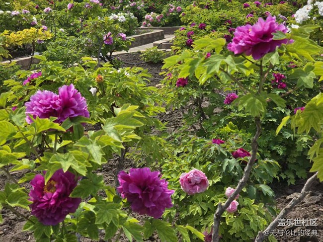 【拈花拾趣】花魁在此