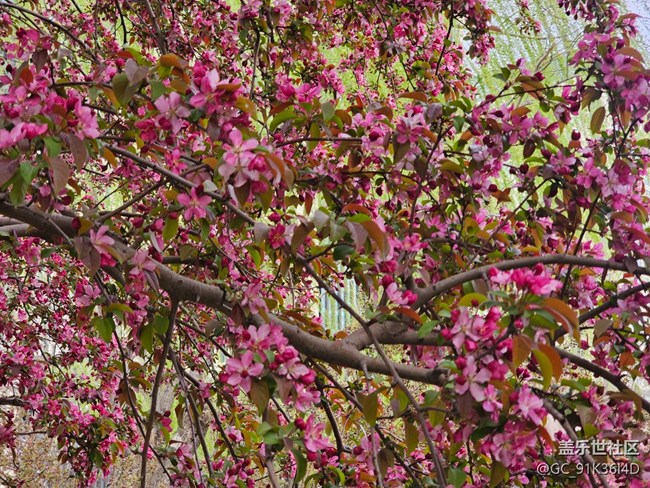 【拈花拾趣】花滿天