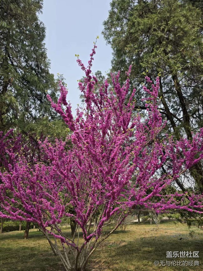 【拈花拾趣】紅黃相間