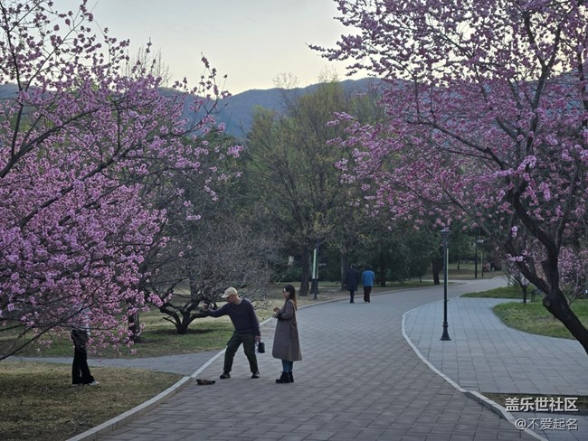 【拈花拾趣】花潮涌動