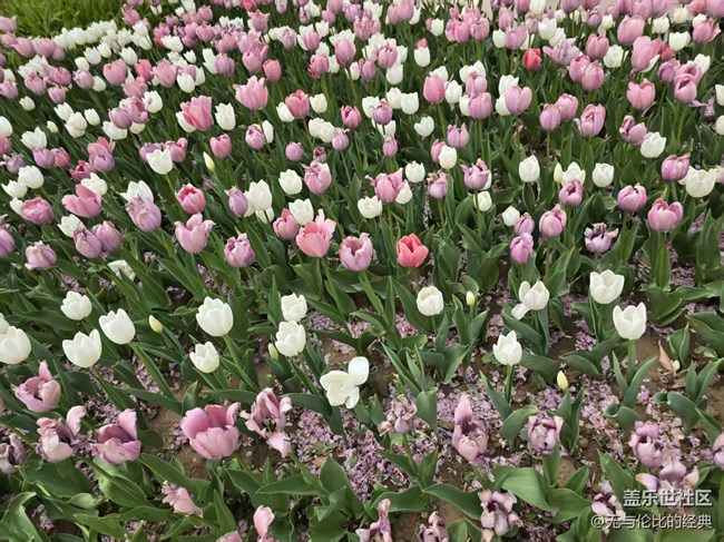 【拈花拾趣】遠(yuǎn)觀近賞