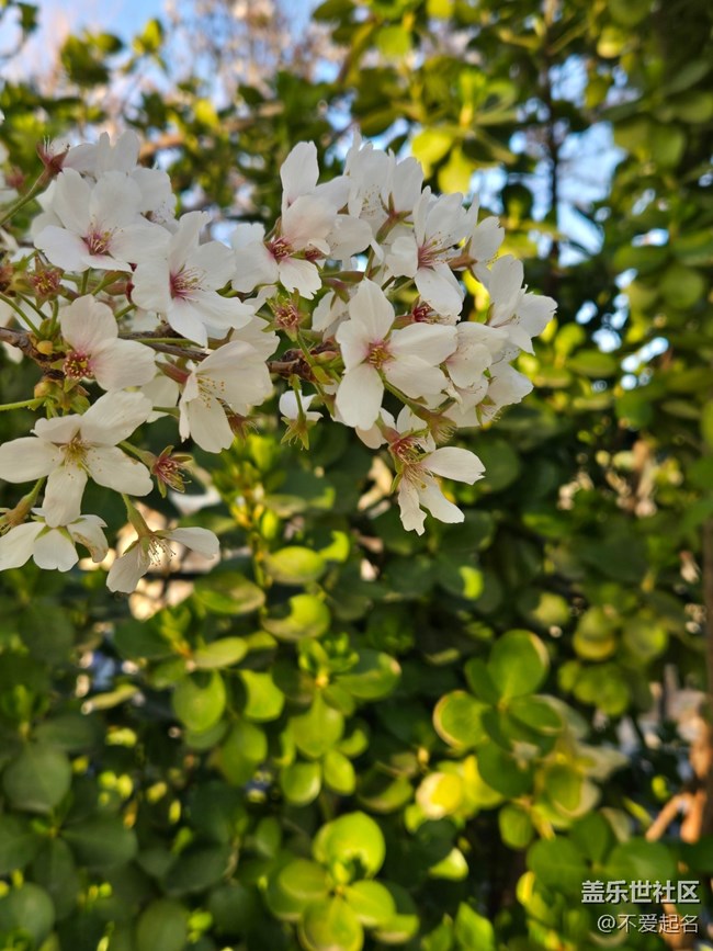 【拈花拾趣】花團錦簇