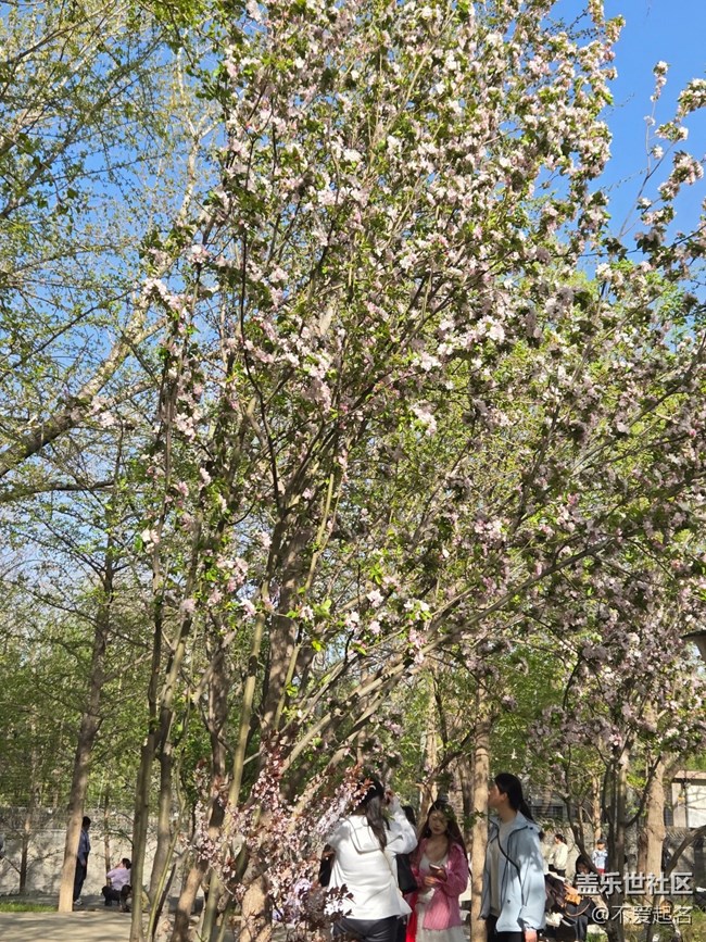 【拈花拾趣】繁花似錦