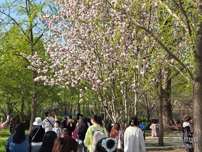 【拈花拾趣】繁花似錦