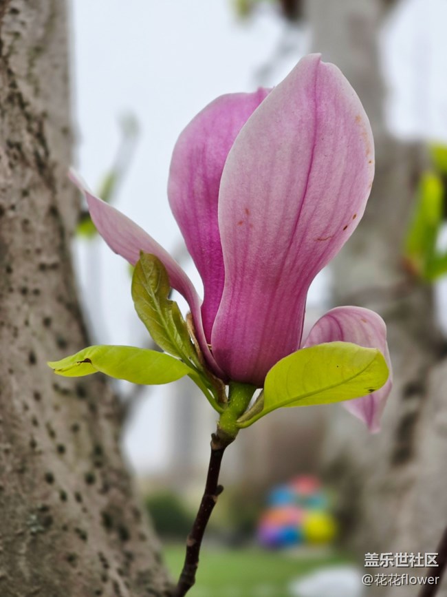 【拈花拾趣】+紫玉蘭