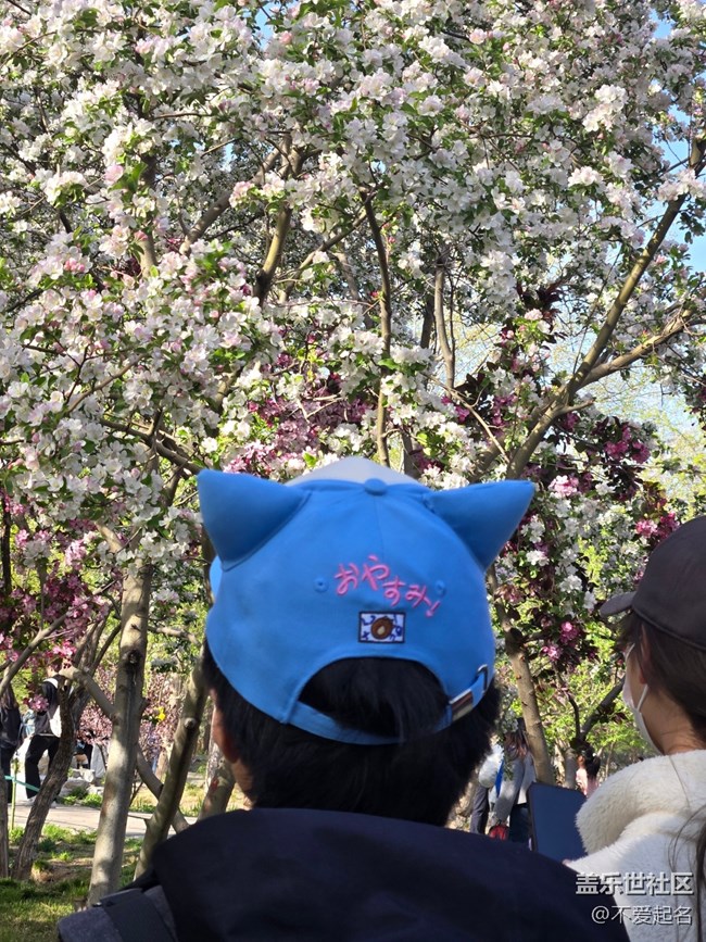 【拈花拾趣】櫻海如潮