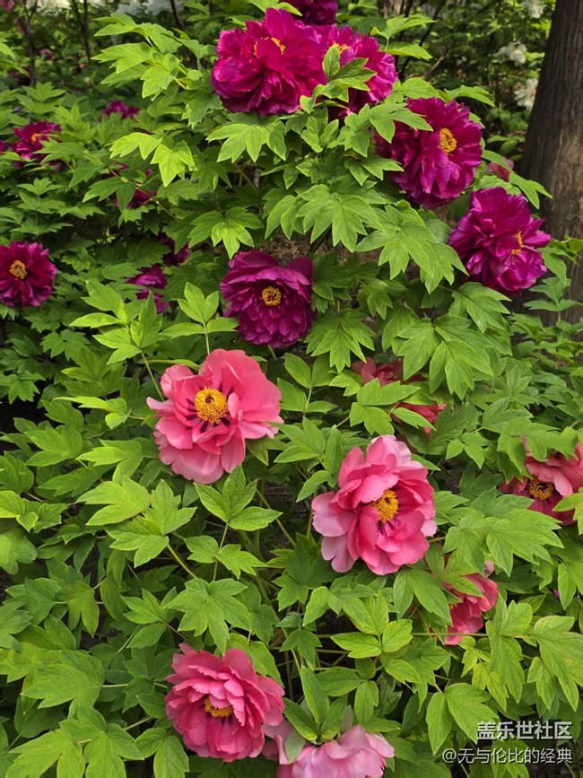 【拈花拾趣】牡丹與春花