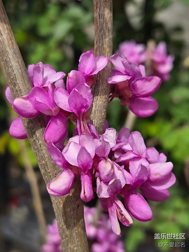 【拈花拾趣】群芳爭艷