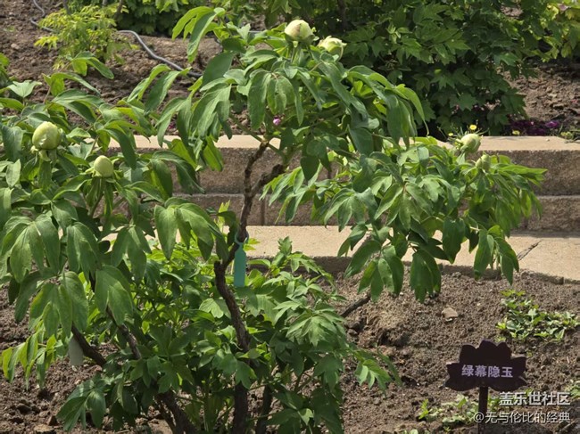 【拈花拾趣】花魁在此