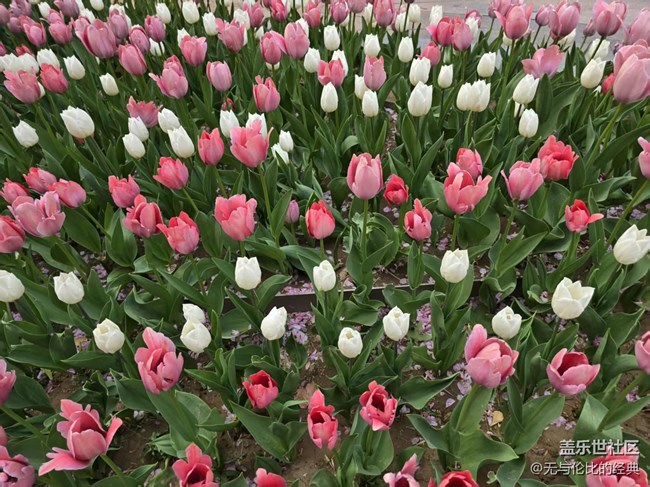 【拈花拾趣】遠(yuǎn)觀近賞